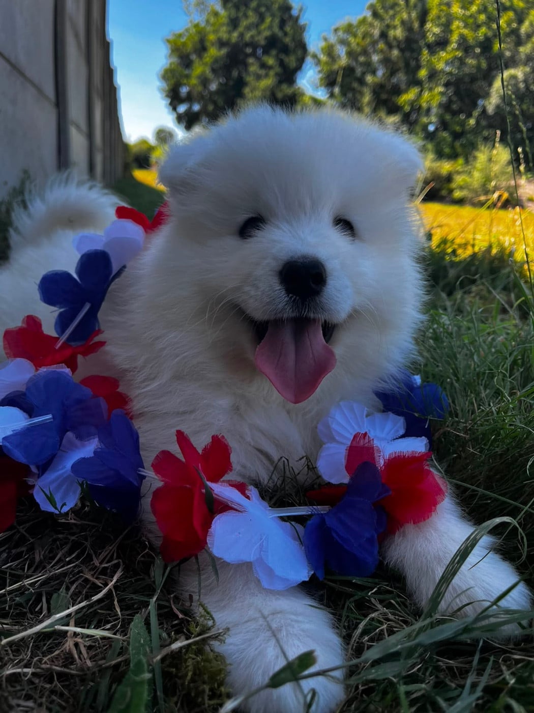 BOSS KODA