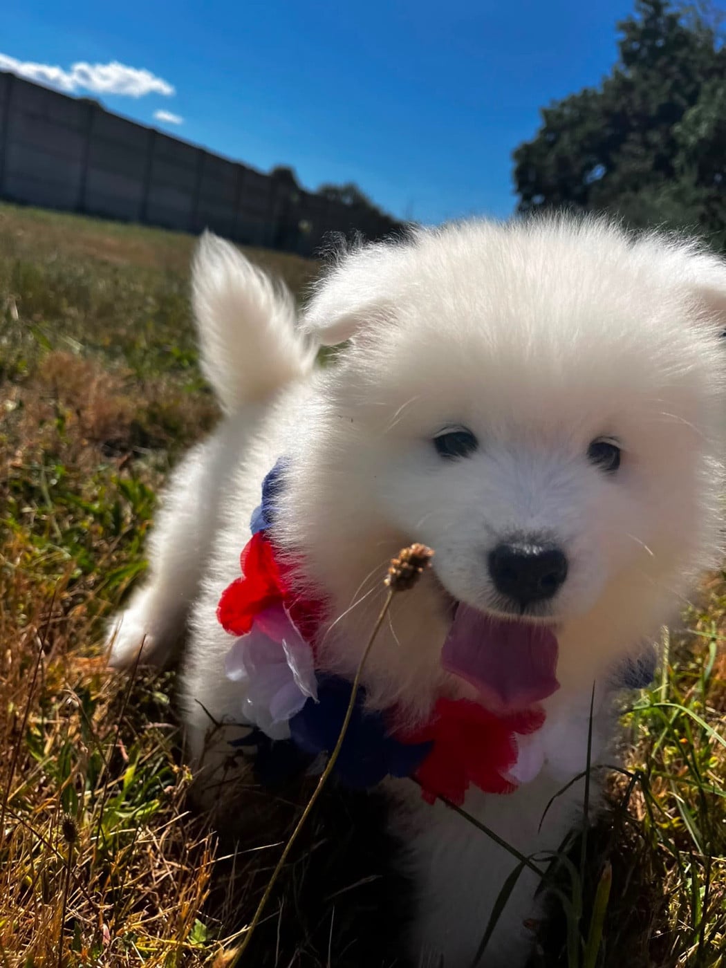 BOSS KODA