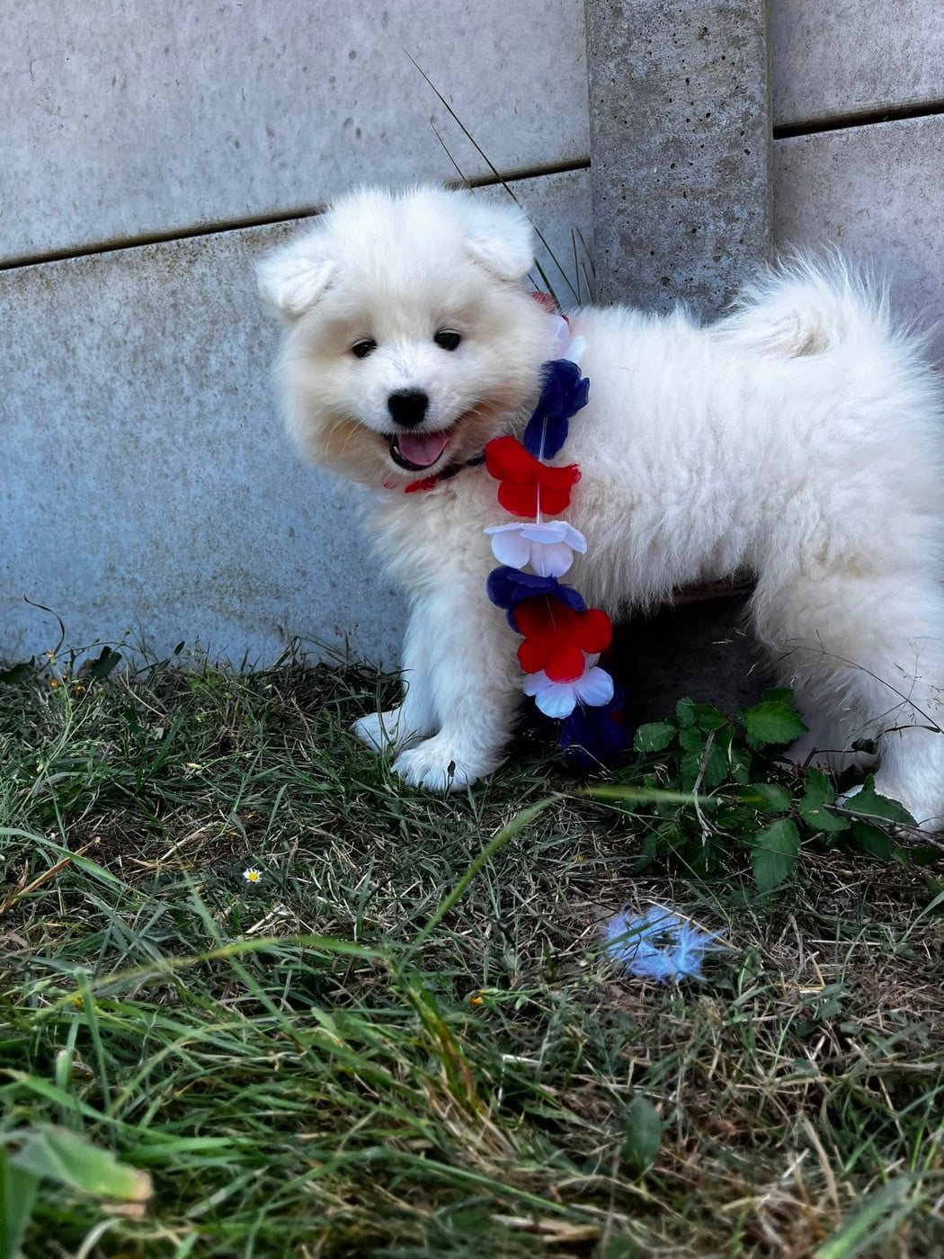 BEAR LOKI