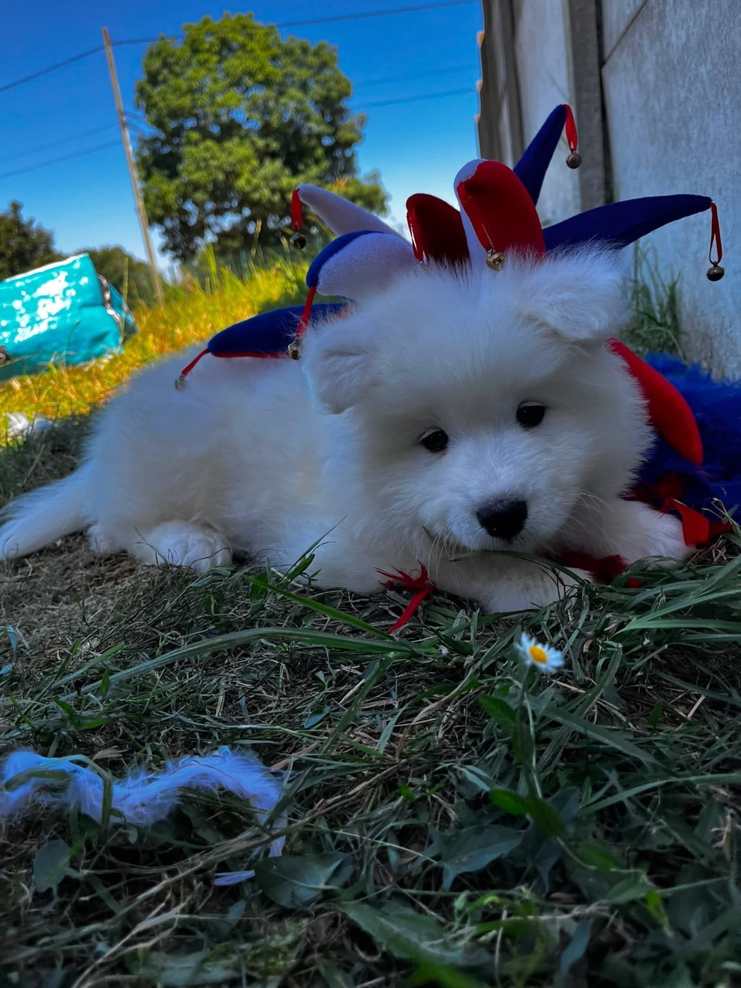 BJORN