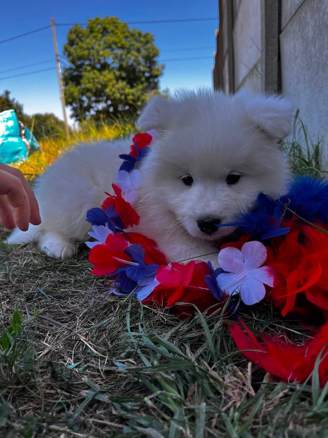 BJORN