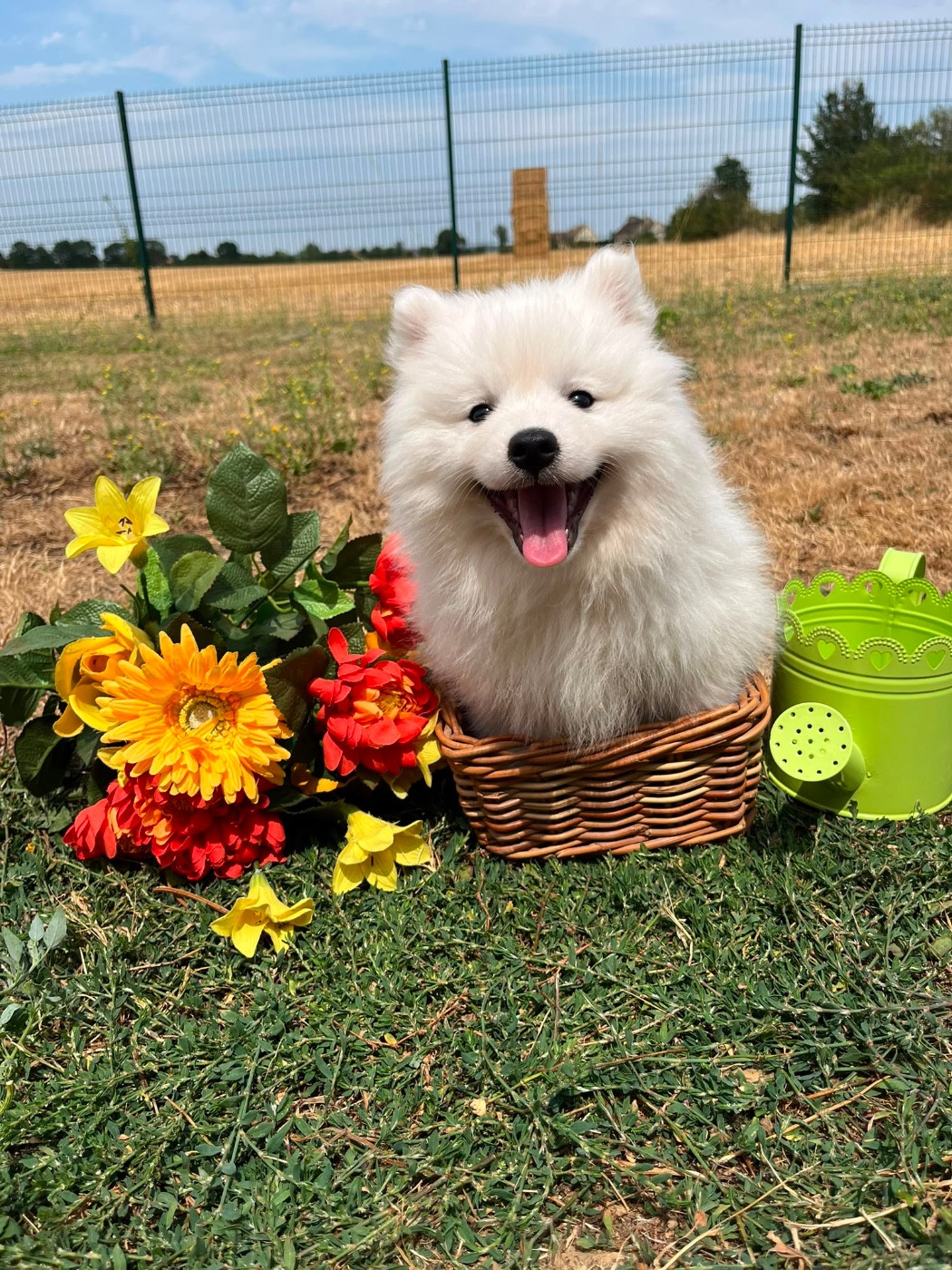 BELLA