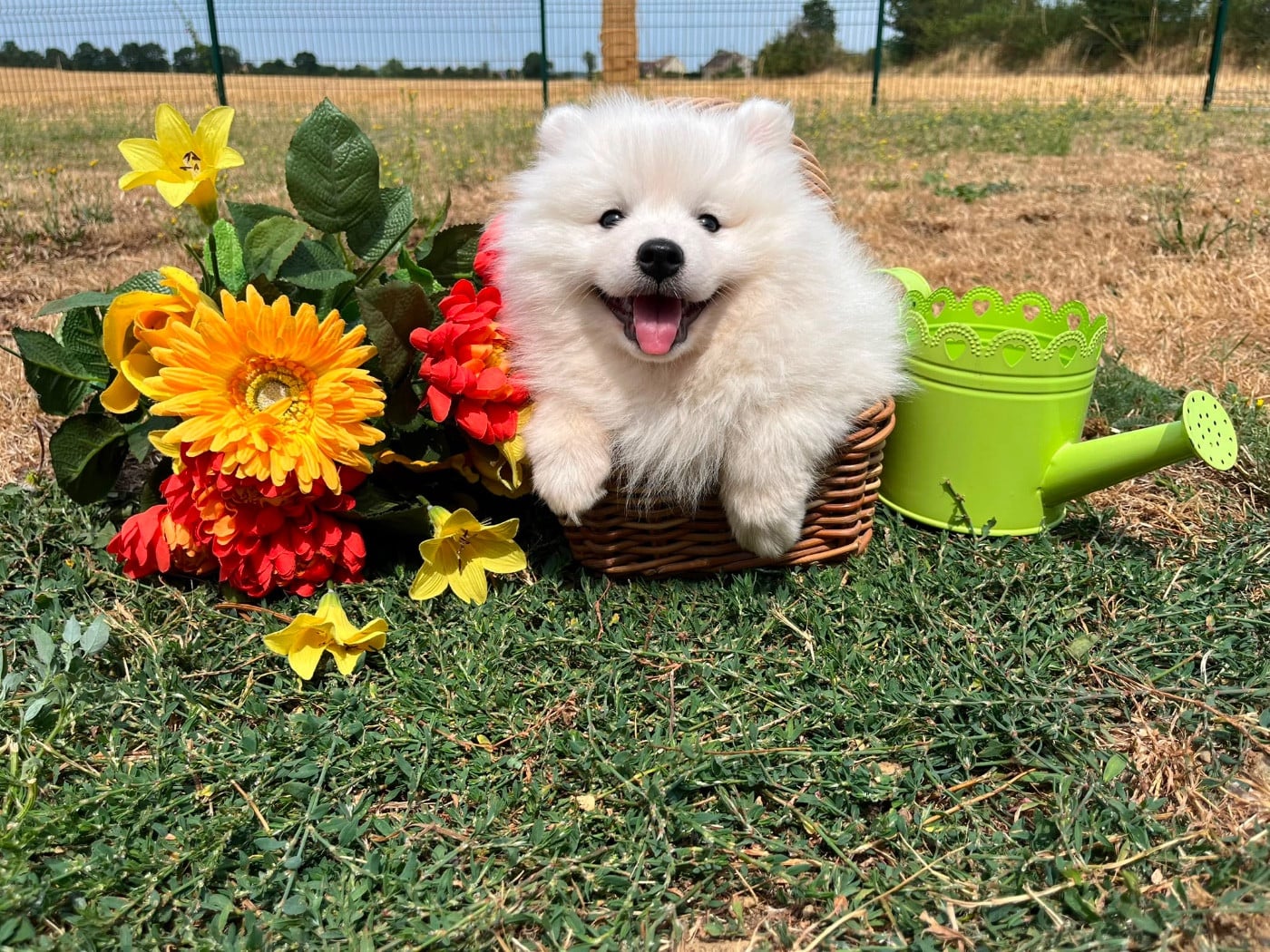 BELLA