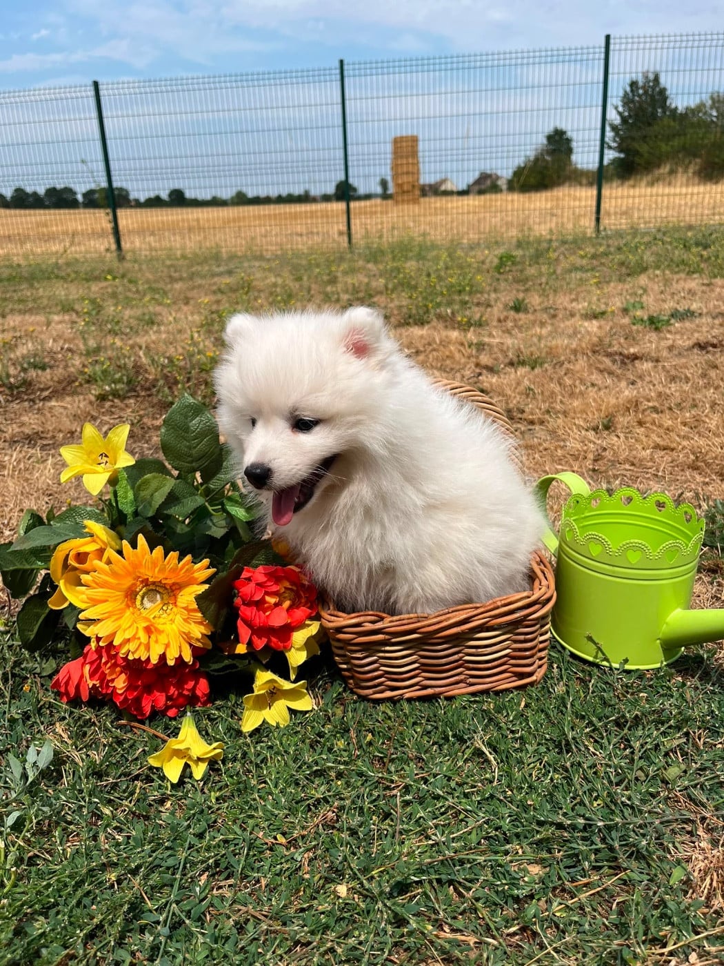 BELLA
