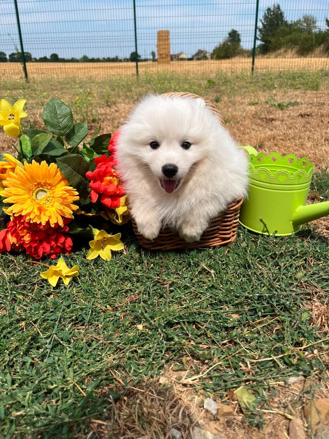 BELLA