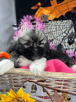 Les chiots de Lhassa Apso