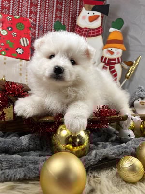 Les chiots de Spitz japonais