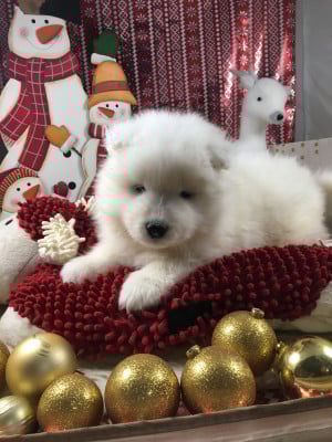 Les chiots de Samoyède