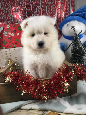 Les chiots de Samoyède