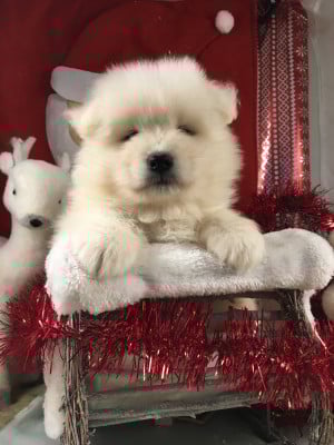 Les chiots de Samoyède