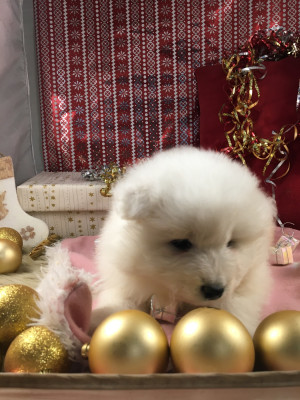 Les chiots de Samoyède