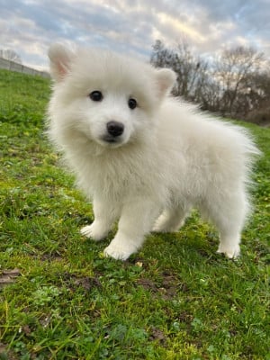 Les chiots de Spitz japonais