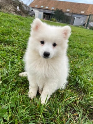 Les chiots de Spitz japonais