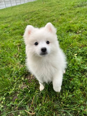 Les chiots de Spitz japonais