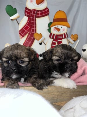 Les chiots de Lhassa Apso