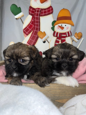 Les chiots de Lhassa Apso