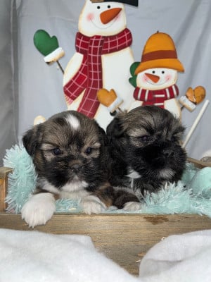 Les chiots de Lhassa Apso