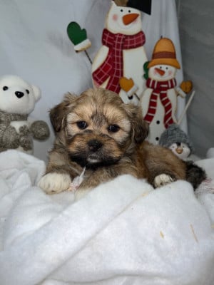 Les chiots de Lhassa Apso