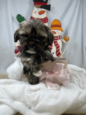 Les chiots de Lhassa Apso