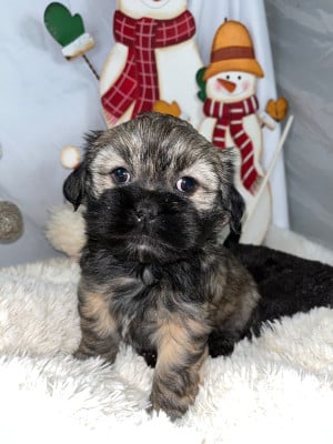 Les chiots de Lhassa Apso