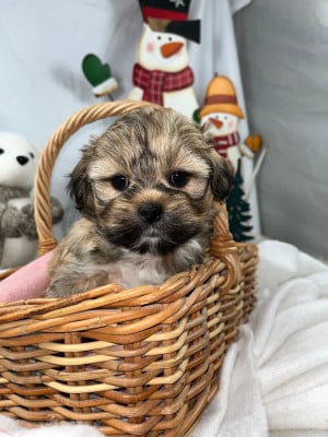 Les chiots de Lhassa Apso