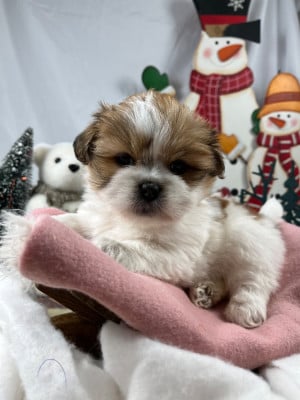 Les chiots de Lhassa Apso