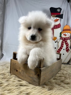 Les chiots de Samoyède