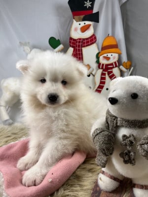 Les chiots de Samoyède