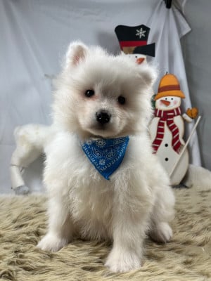 Les chiots de Samoyède