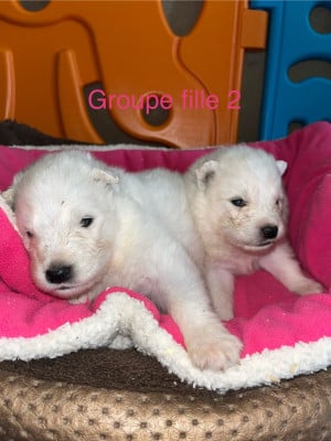 Les chiots de Samoyède