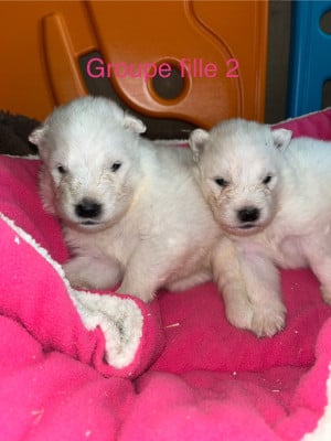 Les chiots de Samoyède