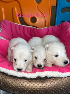 Les chiots de Samoyède