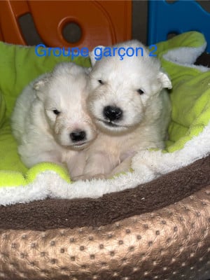 Les chiots de Samoyède