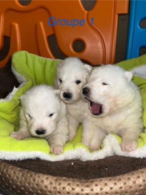 Les chiots de Samoyède