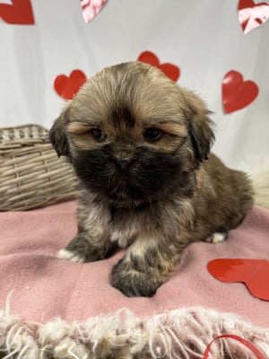 Les chiots de Lhassa Apso