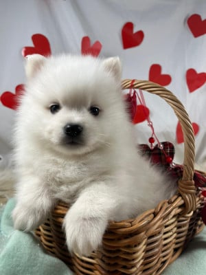 Les chiots de Spitz japonais