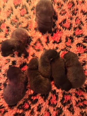 Les chiots de Schipperke