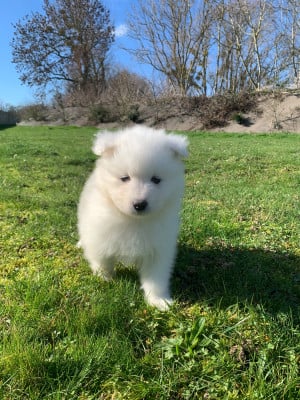 Les chiots de Samoyède