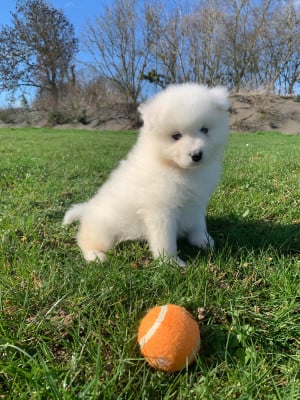Les chiots de Samoyède