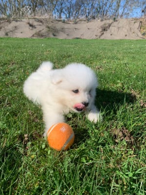 Les chiots de Samoyède