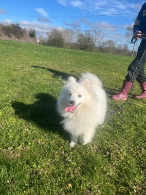 Les chiots de Spitz japonais