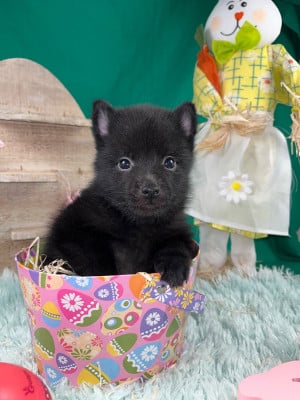 Les chiots de Schipperke