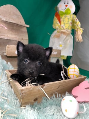 Les chiots de Schipperke