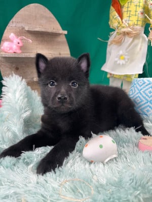 Les chiots de Schipperke