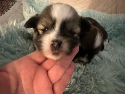 Les chiots de Lhassa Apso