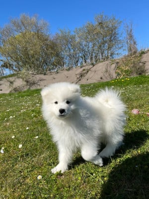 Les chiots de Samoyède
