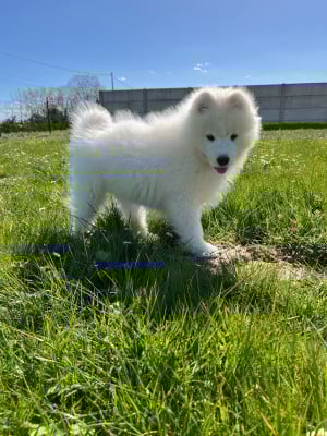 Les chiots de Samoyède