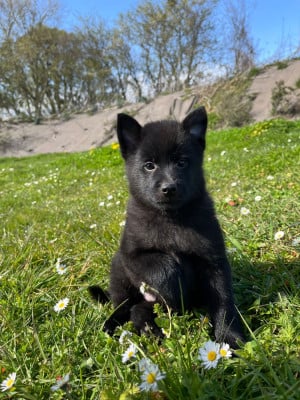Les chiots de Schipperke
