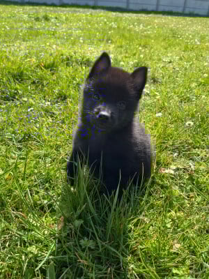 Les chiots de Schipperke