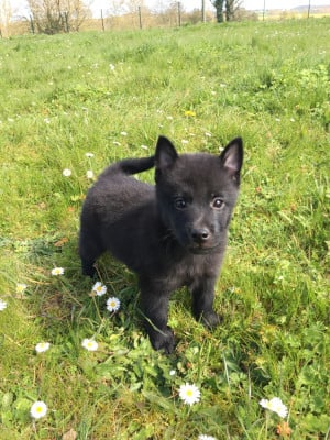 Les chiots de Schipperke